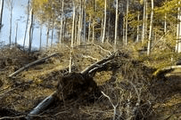 A view of broken trees with trees standing still in the background